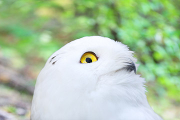 Male Snowy Owl, Bubo scandiacus