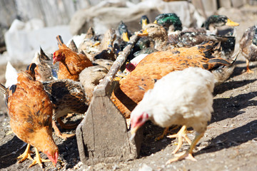 chickens and duck on the farm  in the countryside