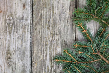 Christmas fir tree