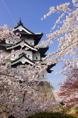 弘前城と桜