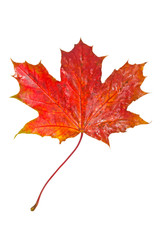 Red maple leaf as an autumn symbol