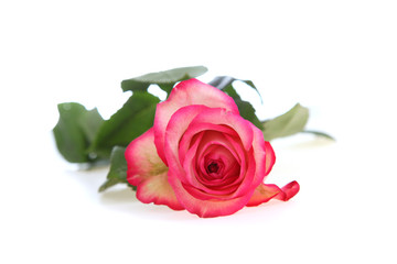 Bbeautiful pink rose
