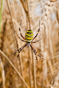 Yellow-black spider in her spiderweb