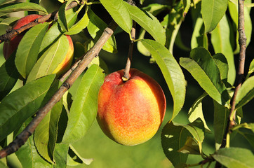 Árbol frutal, nectarino