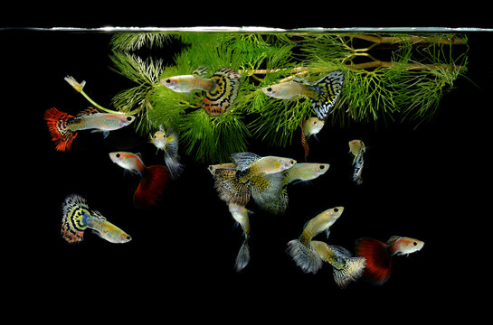 Fototapeta fish guppy pet isolated on black background