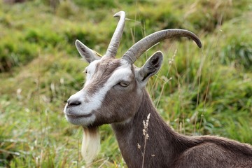 Thüringer Waldziege