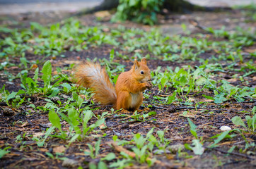sweet squirrel to hold nut at forest. animal wildlife