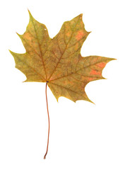 autumn maple leaf
