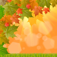 Obraz premium yellow autumn background