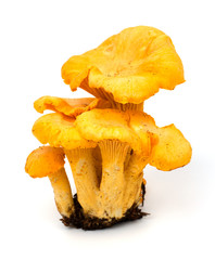 Yellow chanterelle isolated on white