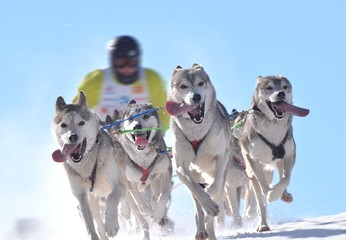 Naklejka premium traineau