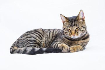 cute tiger cat isolated on white