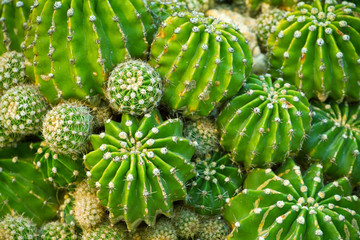 Various fresh green cactus plants