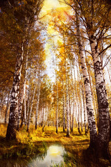 forest birch near a  river - 45675379
