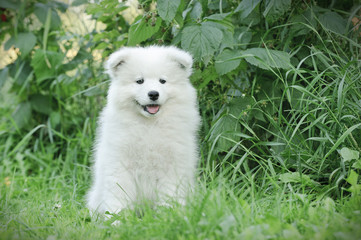 Llittle Samoyed  puppy portrait