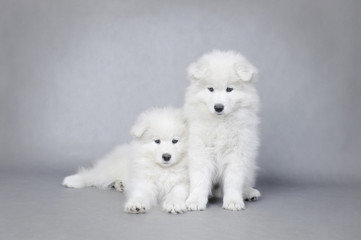 Two little Samoyed  puppies portrait