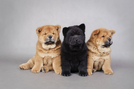 Three little Chow chow  puppies portrait