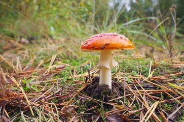 Fliegenpilz - fly agaric 12