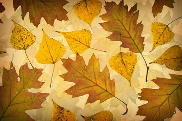 Autumn leaves background