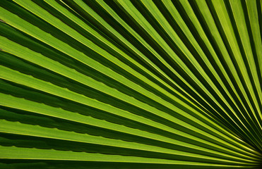 Obraz premium Macro fragment of a fresh green palm leaf