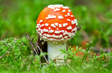 fly agaric mushroom in a forest
