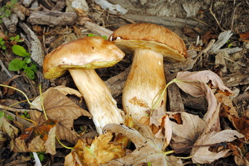 edible boletus mushrooms and leaves in the wood