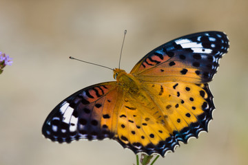 Nymphalidae