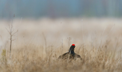 Lekking Black Grouse