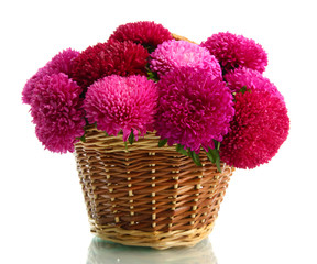 pink aster flowers in basket, isolated on white