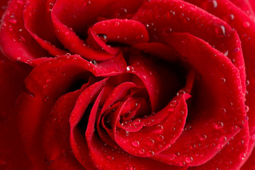 red rose, close up