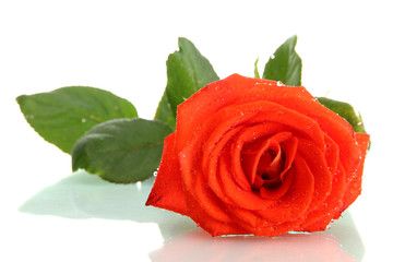 orange rose isolated on white