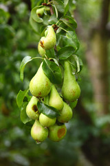 pear, mature fruit in the branch of a tree
