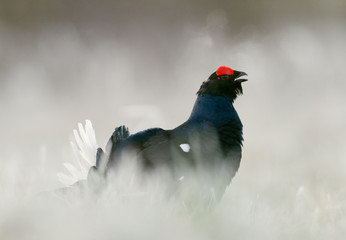 Lekking Black Grouse