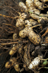 peanuts
