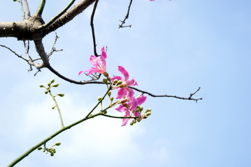 Trees and flowers landscape