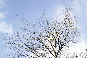 Trees and flowers landscape
