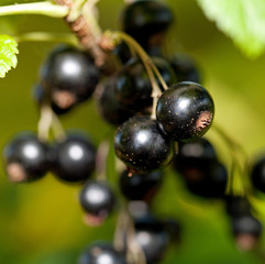 Black currant, ripe berries on a branch