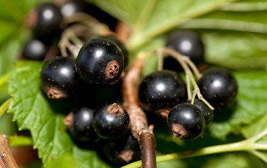 Black currant, ripe berries on a branch