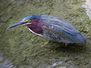 Green Heron