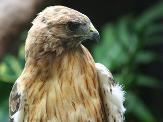 Red-tailed Hawk