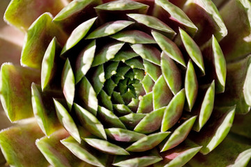 Abstract image of green sempervivum plant