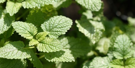 Zitronenmelisse Melissa officinalis