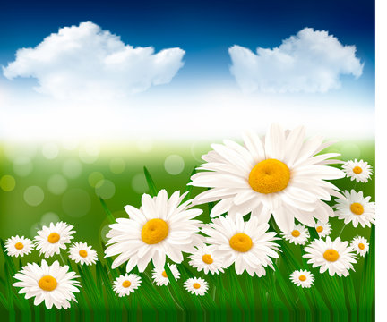 Nature background with beautiful flowers. Vector