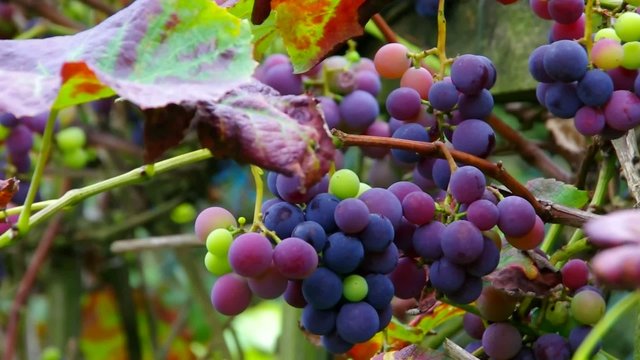 Weintraube rot vid 01