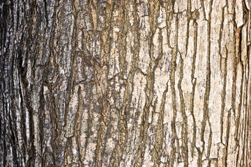 Naklejka premium big tree bark texture background