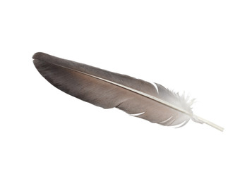 gray feather isolated