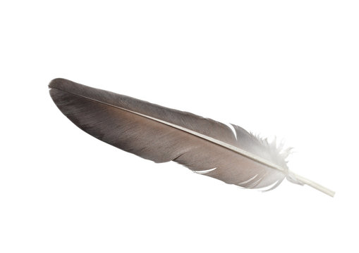 Gray Feather Isolated