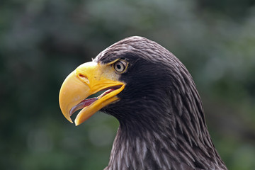 Adler