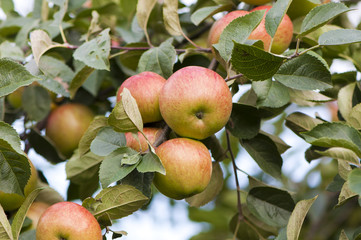 apples on a branch