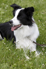 Schwarz-weißer Border Collie